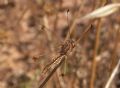 Deleproctophylla australis